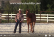 Horse Training Video Picture