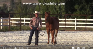 Horse Training Video Picture